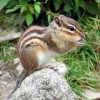 Chipmunkové:)