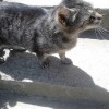 Meow